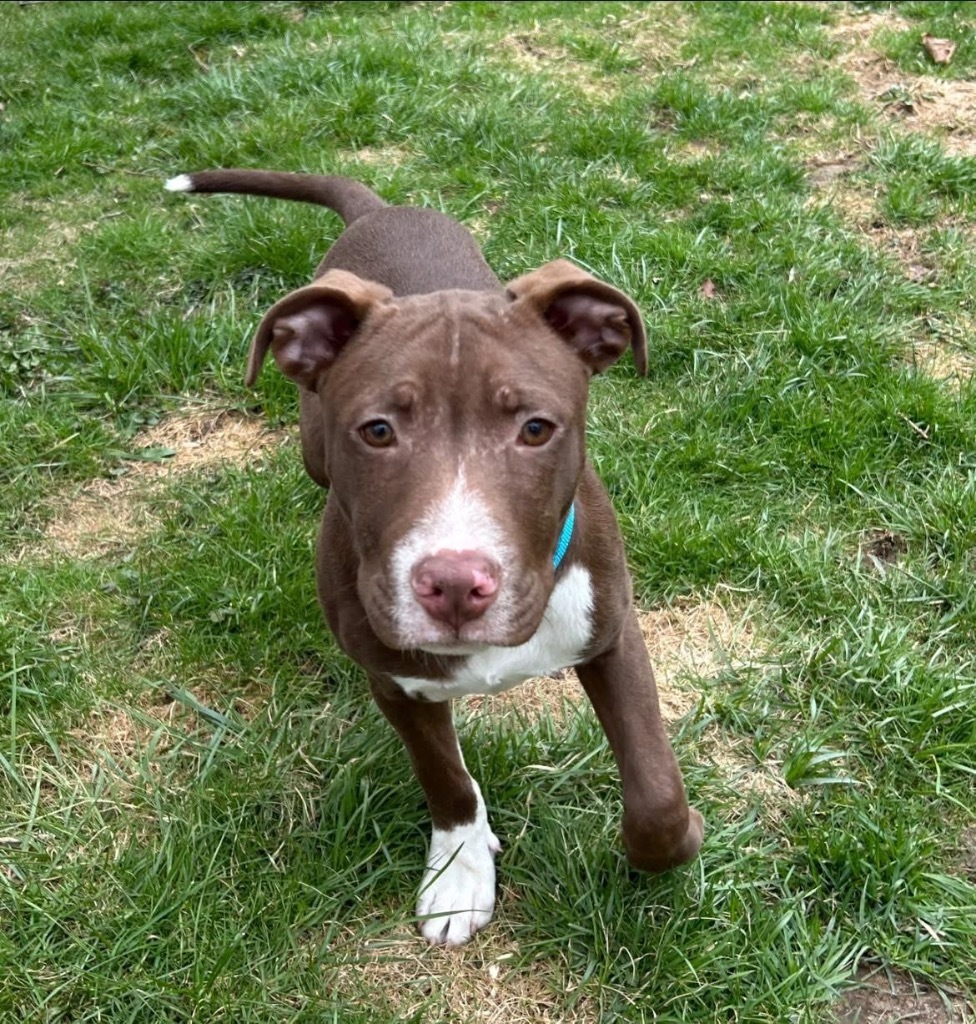 Ruger