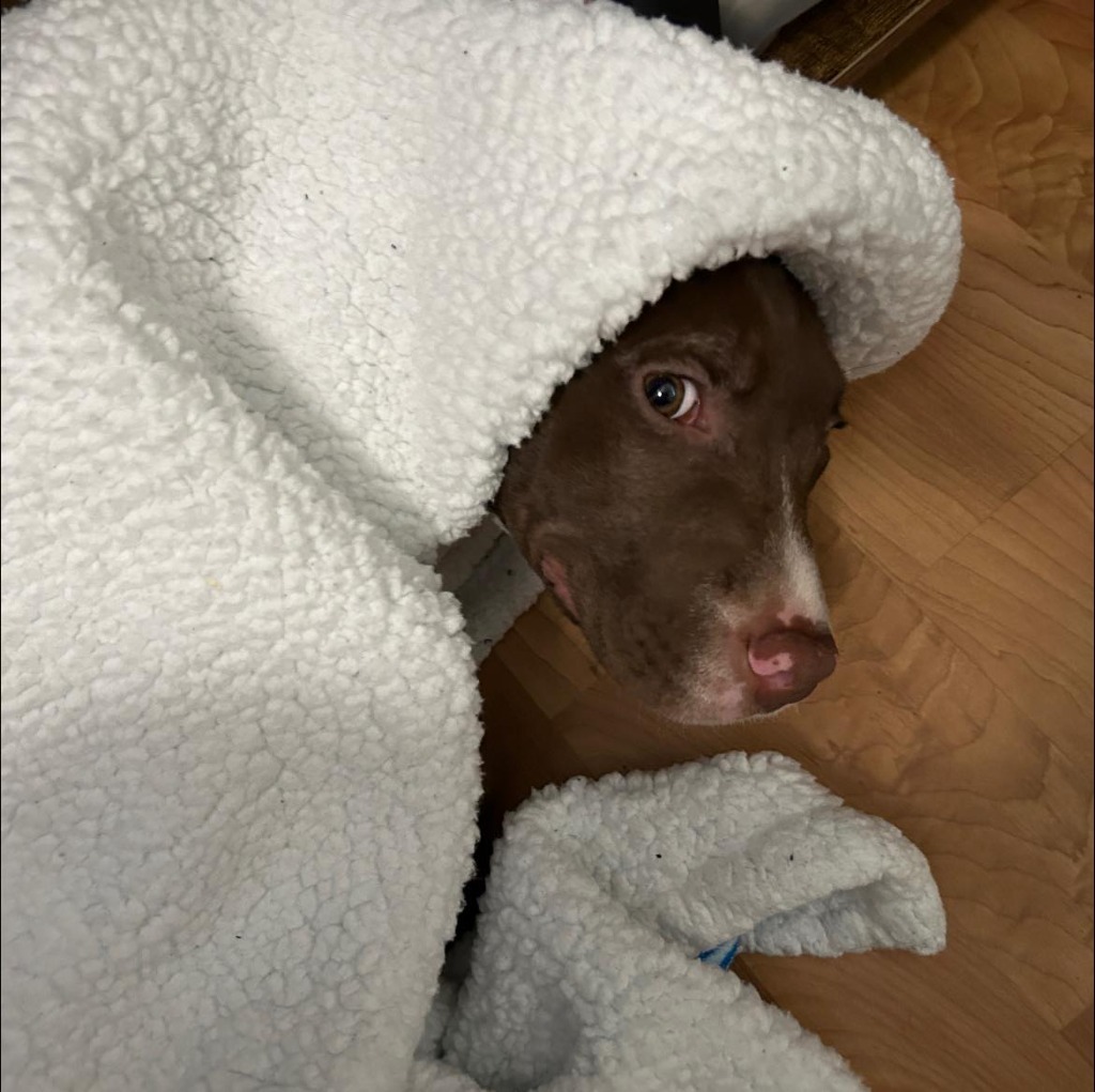 Ruger