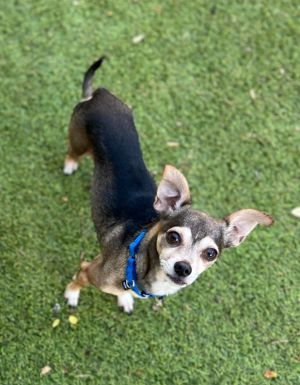 Meet Irving Sweet little Irving was surrendered to RMG when his owner found themselves in some very