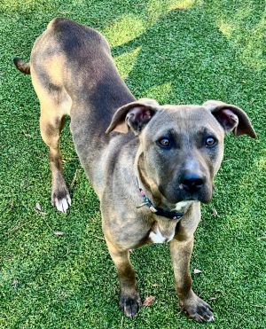 Meet Oakleigh Oakleigh is one of many dogs we have saved from rural Upson County lately Being a ve