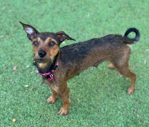 Meet Helly Sweet little Helly was a frequent flyer at Upson County Animal Control in rural Georgia 