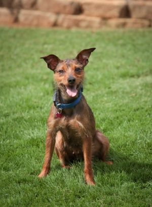 Meet Helly Sweet little Helly was a frequent flyer at Upson County Animal Control in rural Georgia 