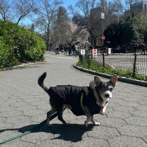 Chewys Comeback Story A Resilient Senior Seeking Serenity Get ready to fall in love with Chewy a