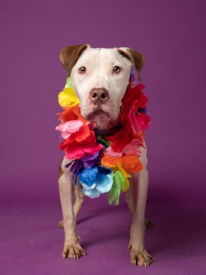 Trixie Mixed Breed Dog
