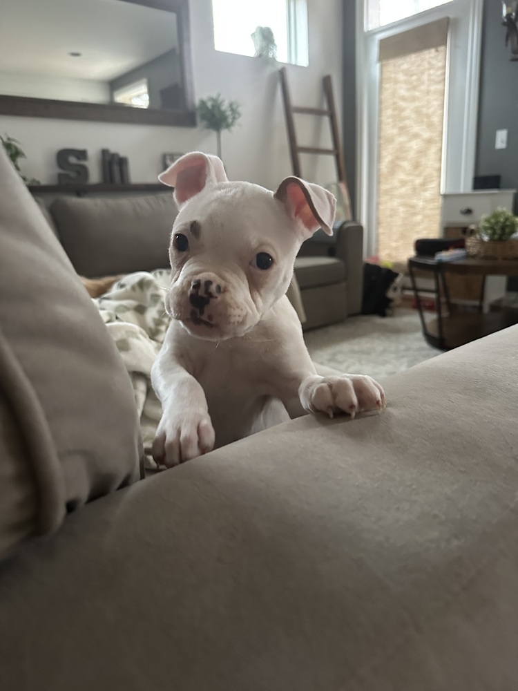 Pibbles