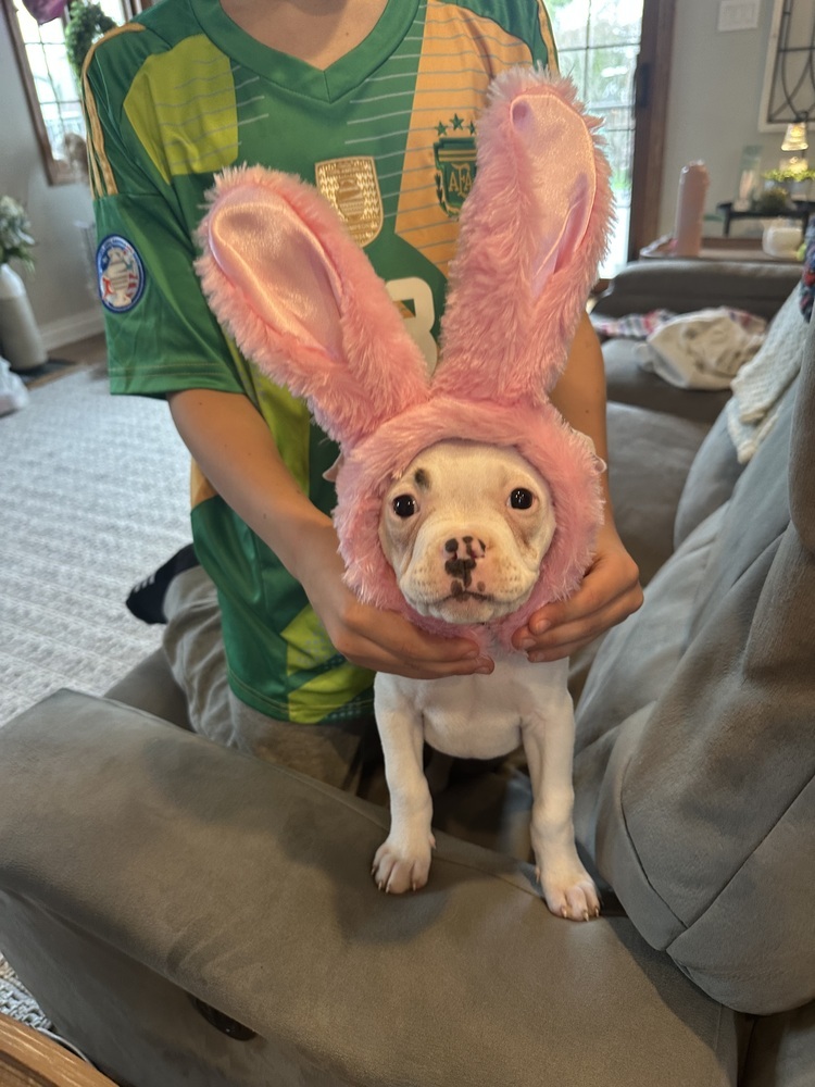 Pibbles