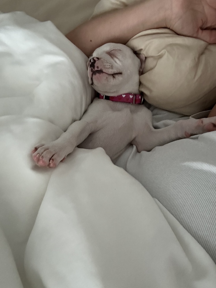 Pibbles