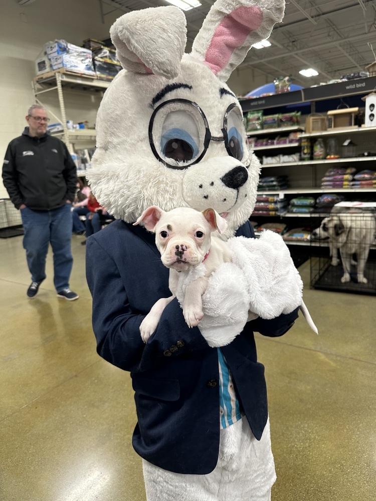 Pibbles