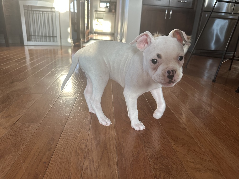 Pibbles