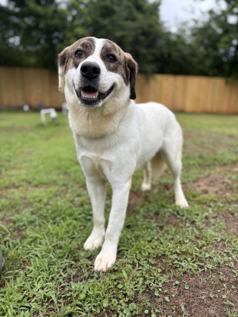 Bonnie