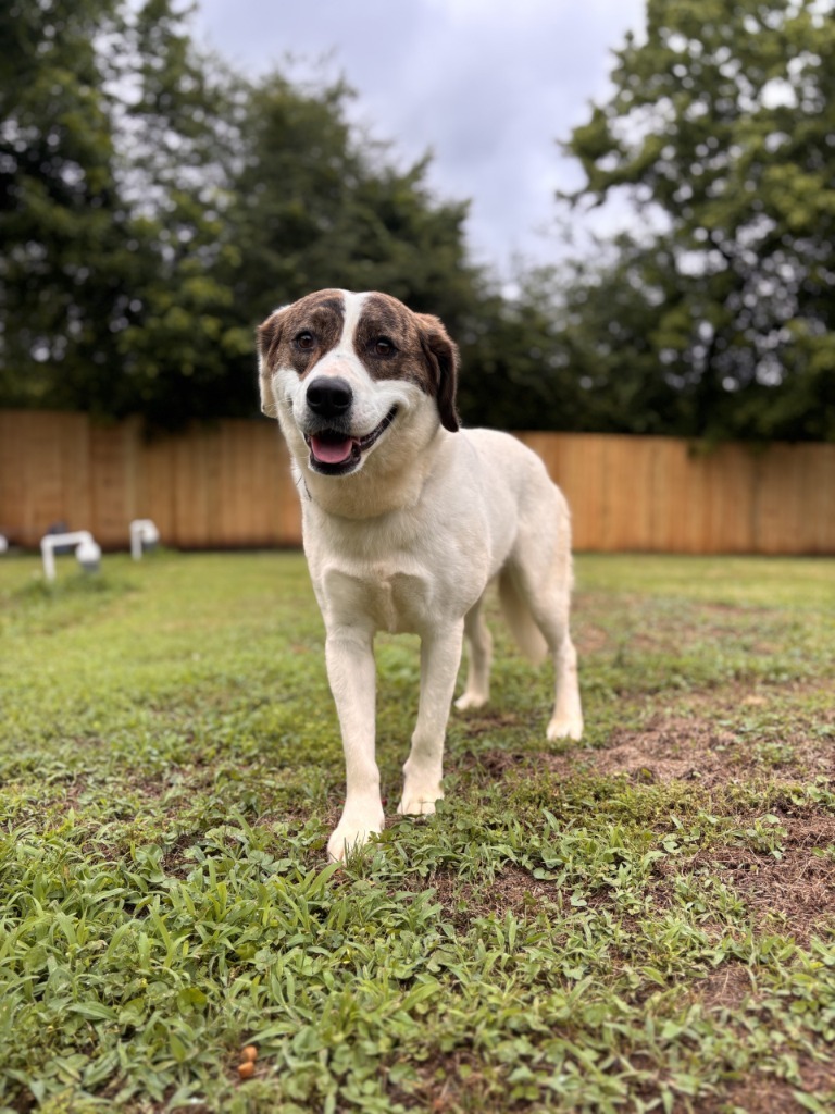 Bonnie