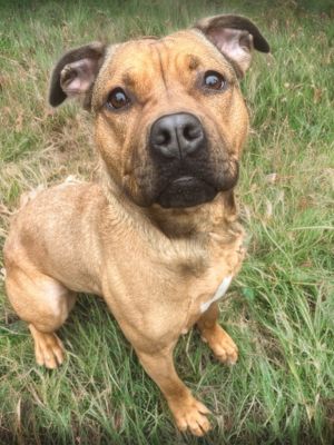 Introducing Roo a delightful four-year-old dog who lights up every moment with her infectious spiri