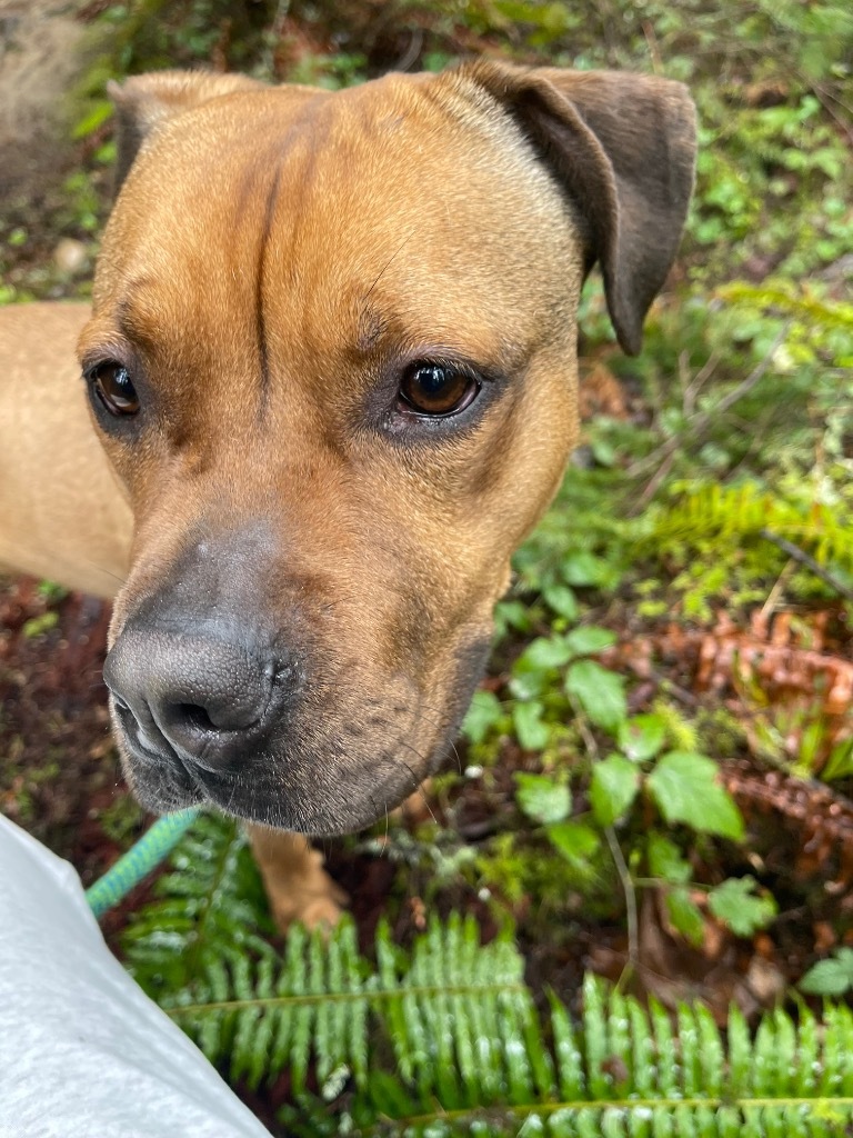 Roo