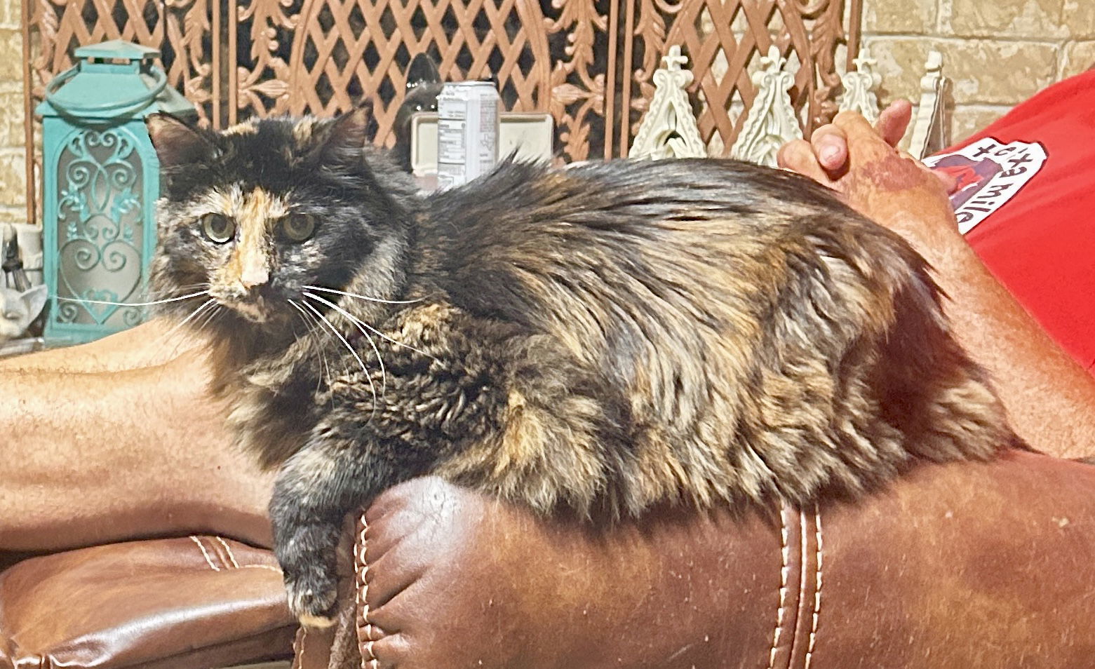 Miss Priss