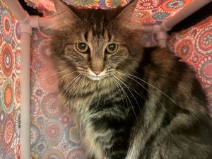 Talvi Domestic Medium Hair Cat