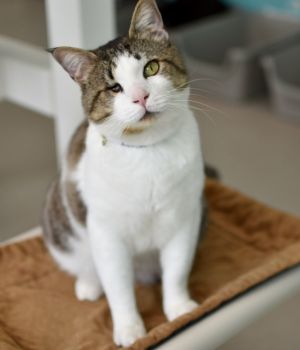 Mihoy Minoy came to Good Mews from animal control for a better chance at finding his forever home T