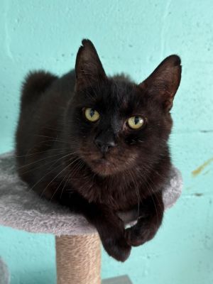 Dudley, Senior Male unknown