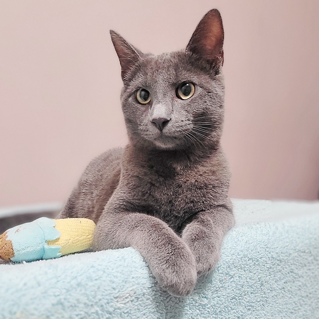 Louie, an adoptable Russian Blue in Wichita, KS, 67208 | Photo Image 1