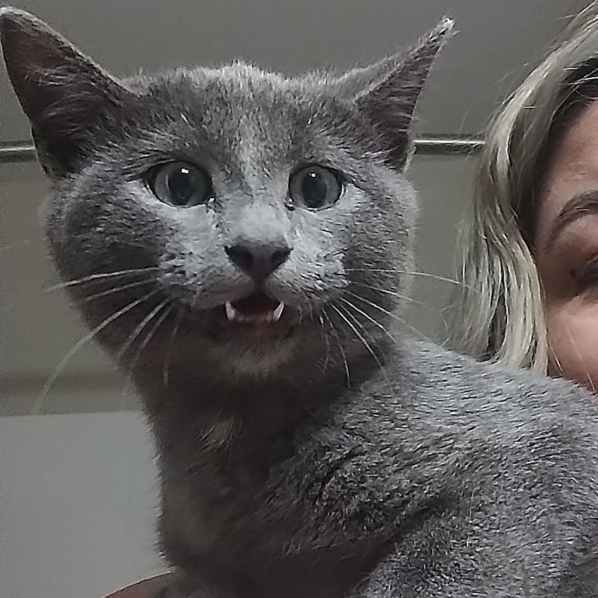 Louie, an adoptable Russian Blue in Wichita, KS, 67208 | Photo Image 2