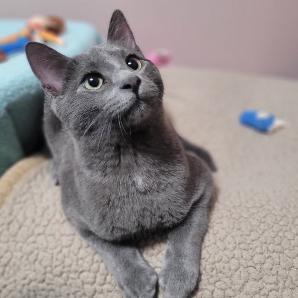 Louie, an adoptable Russian Blue in Wichita, KS, 67208 | Photo Image 3