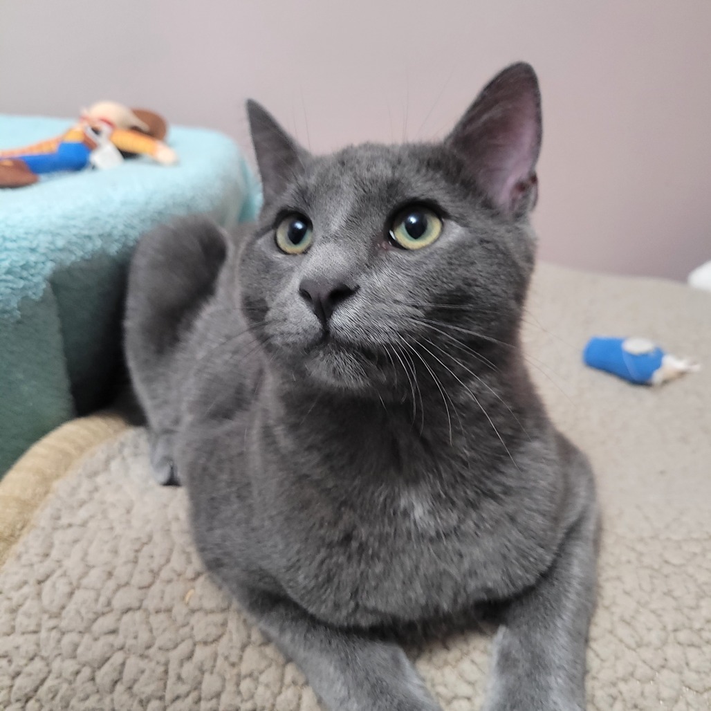 Louie, an adoptable Russian Blue in Wichita, KS, 67208 | Photo Image 4