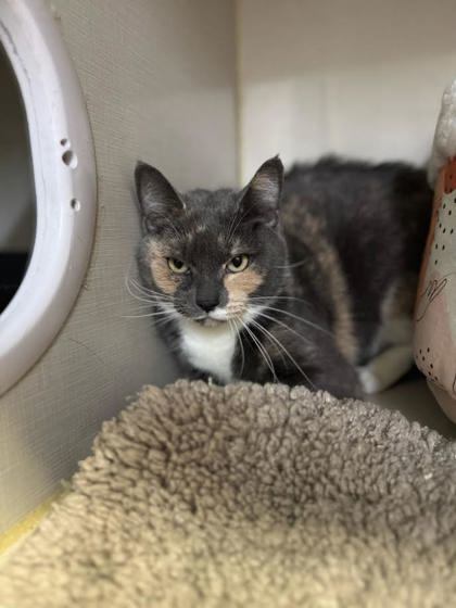 Sailor, an adoptable Domestic Short Hair in Moses Lake, WA, 98837 | Photo Image 1
