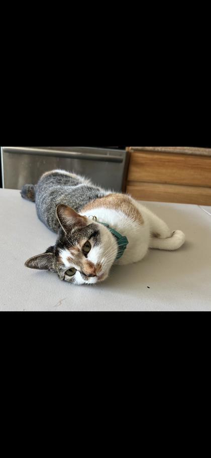 Fig, an adoptable Manx, Domestic Short Hair in Moses Lake, WA, 98837 | Photo Image 1