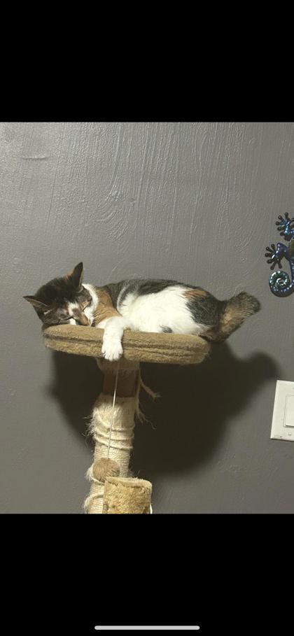 Fig, an adoptable Manx, Domestic Short Hair in Moses Lake, WA, 98837 | Photo Image 2