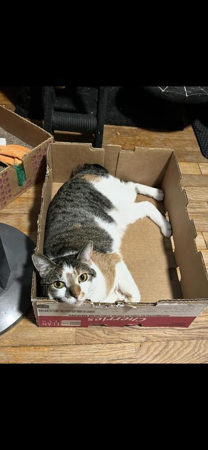 Fig, an adoptable Manx, Domestic Short Hair in Moses Lake, WA, 98837 | Photo Image 3