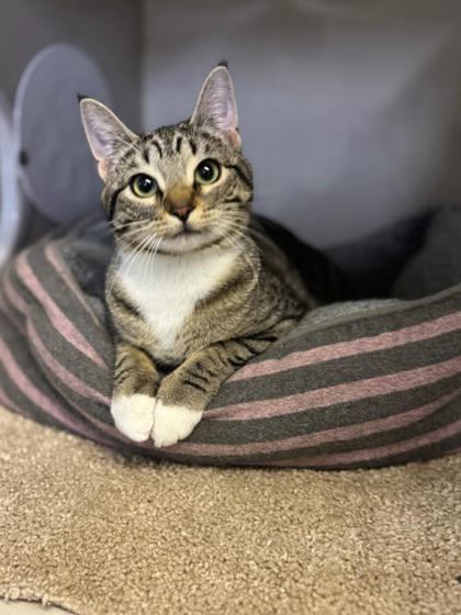 Birdie, an adoptable Domestic Short Hair in Moses Lake, WA, 98837 | Photo Image 1