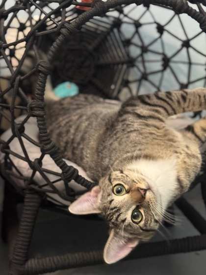 Birdie, an adoptable Domestic Short Hair in Moses Lake, WA, 98837 | Photo Image 1