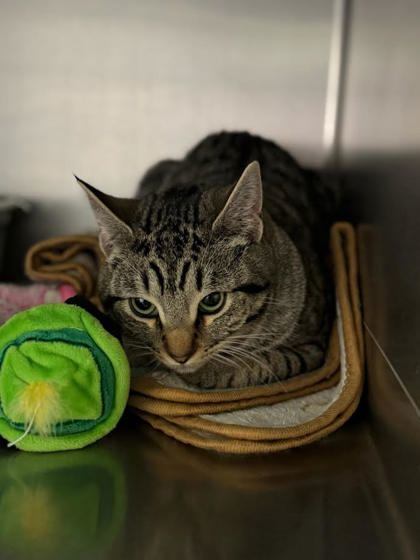 Birdie, an adoptable Domestic Short Hair in Moses Lake, WA, 98837 | Photo Image 2