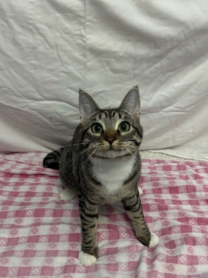 Birdie, an adoptable Domestic Short Hair in Moses Lake, WA, 98837 | Photo Image 2