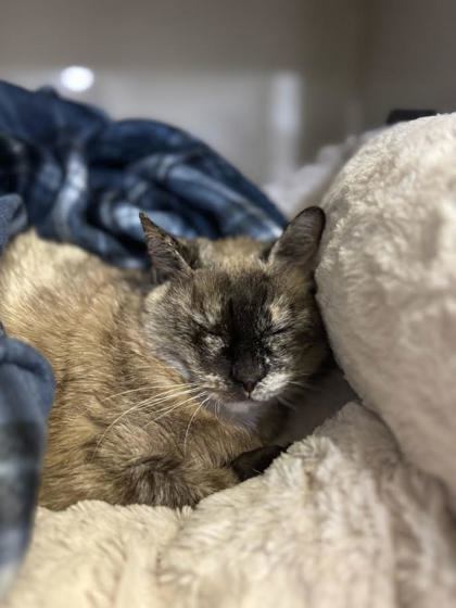 Diva, an adoptable Domestic Short Hair in Moses Lake, WA, 98837 | Photo Image 1