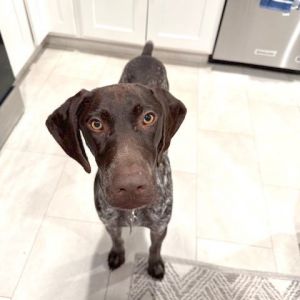 Meet Kai - Your Loyal Smart and Lovable Companion Kai is an affectionate and intelligent pup who 