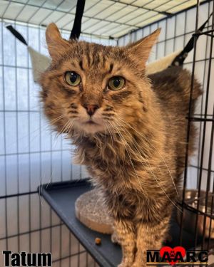 Meet Tatum - A Big-Hearted Survivor with So Much Love to Give Tatum is a 6-year-old former street c
