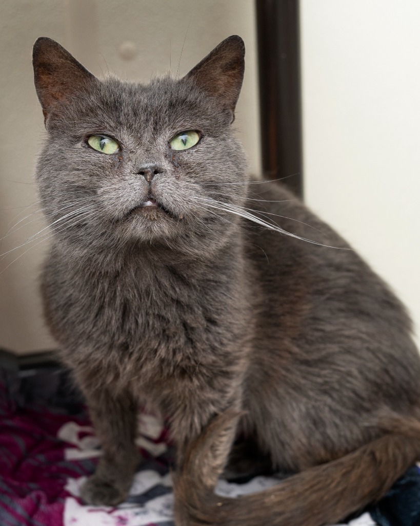 Chowder, an adoptable Domestic Short Hair in Boone, IA, 50036 | Photo Image 1