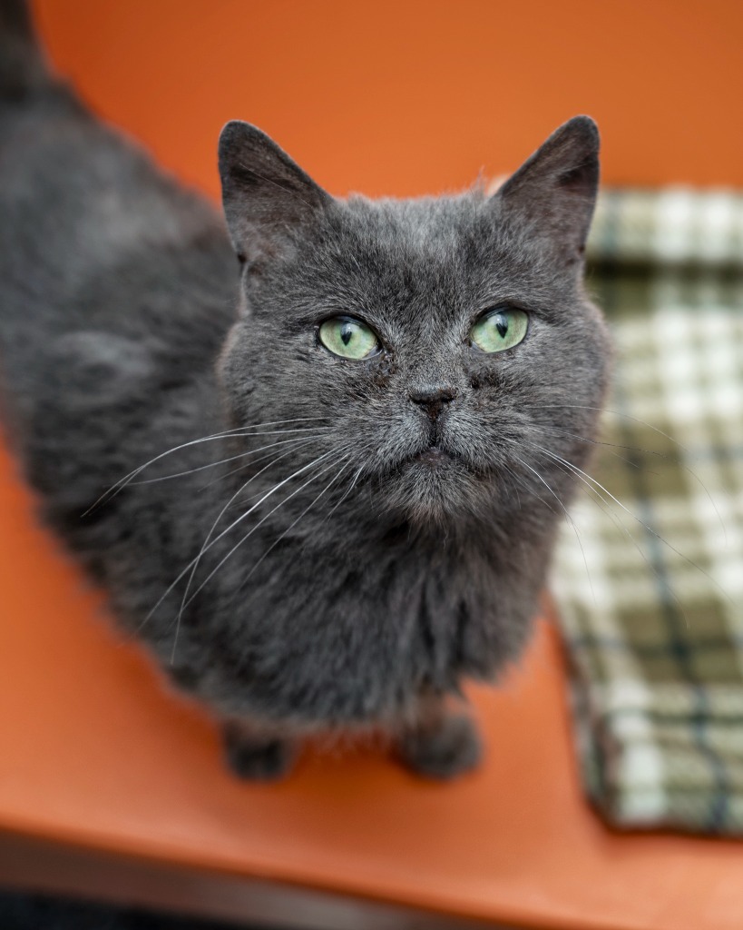 Chowder, an adoptable Domestic Short Hair in Boone, IA, 50036 | Photo Image 2