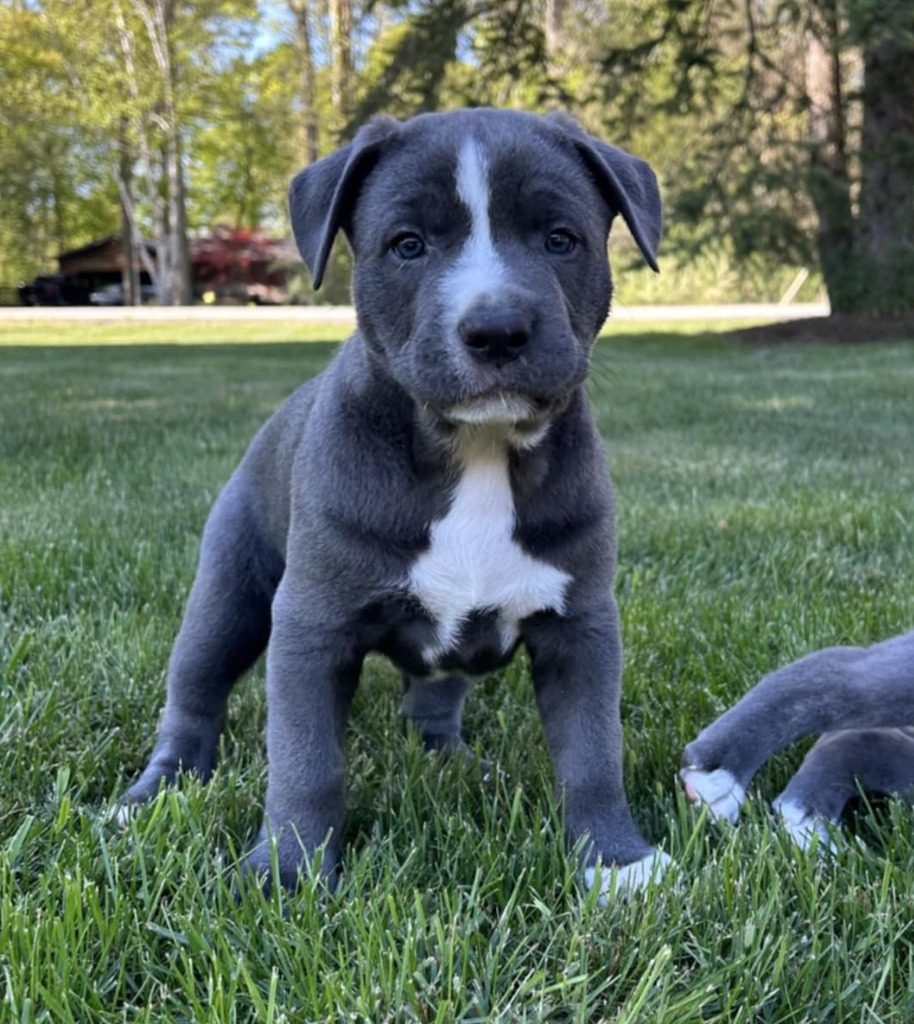 Bonnie