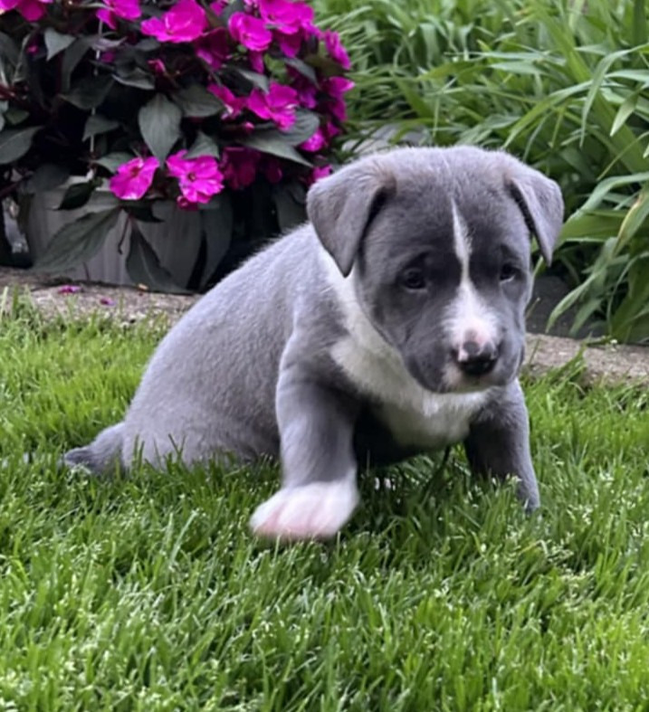 Clyde