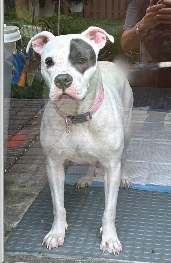 Dalila