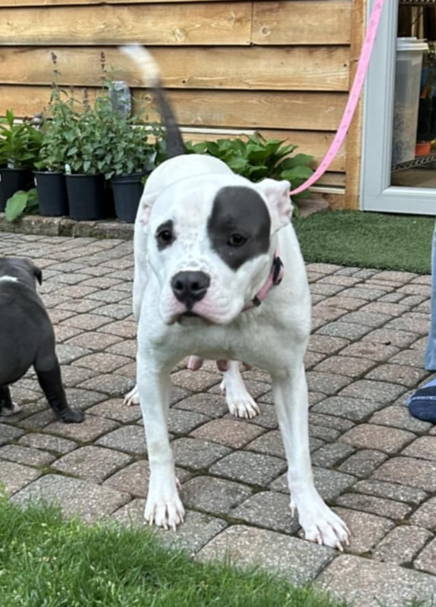 Dalila