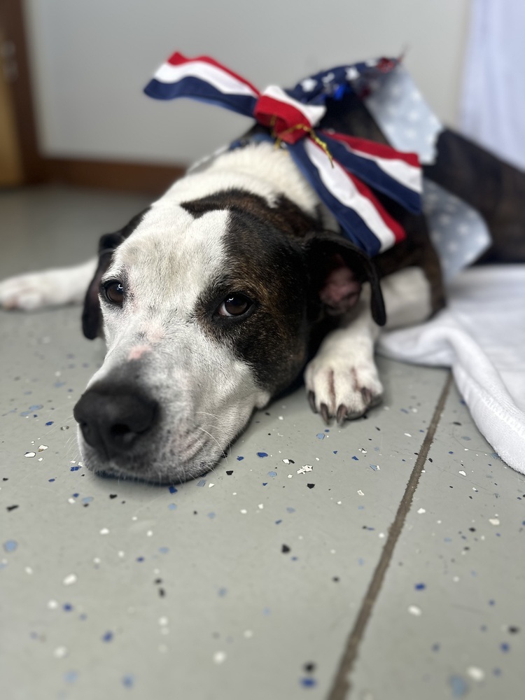 SONNIE - Senior Sweetheart ~ $0 Adoption Fee!
