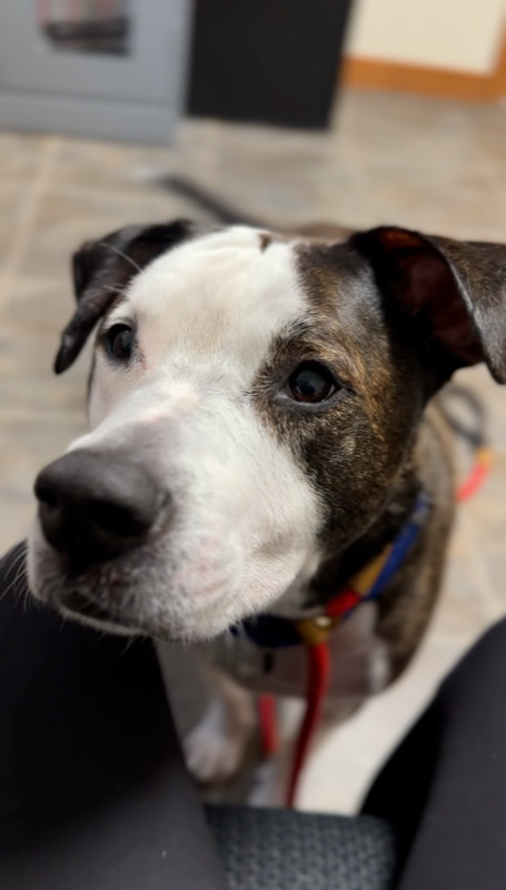 SONNIE - $0 Adoption Fee!