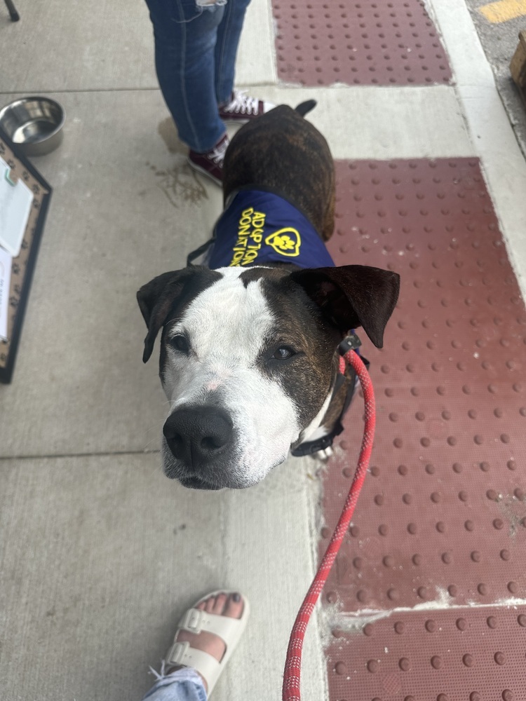 SONNIE - Senior Sweetheart ~ $0 Adoption Fee!