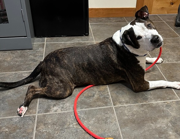 SONNIE - Senior Sweetheart ~ $0 Adoption Fee!