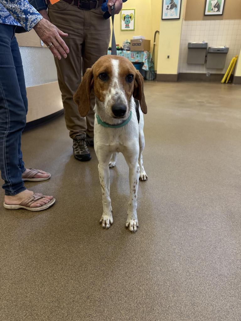 DIXIE, an adoptable Foxhound in Florence, SC, 29506 | Photo Image 2