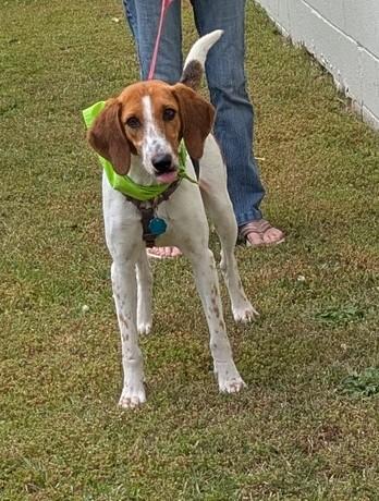 DIXIE, an adoptable Foxhound in Florence, SC, 29506 | Photo Image 3