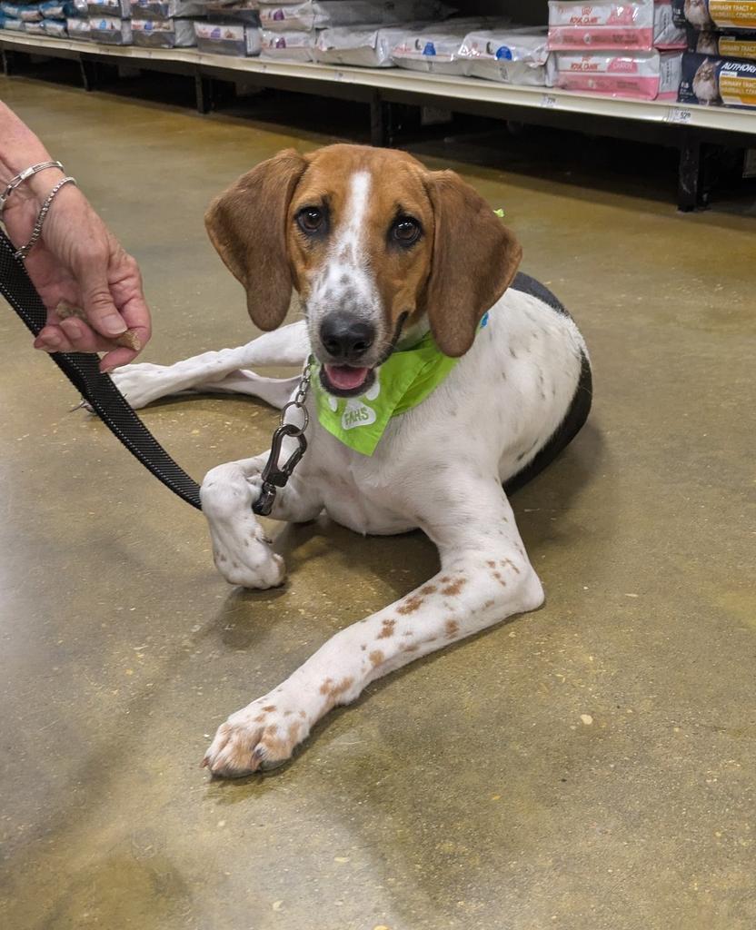 DIXIE, an adoptable Foxhound in Florence, SC, 29506 | Photo Image 4