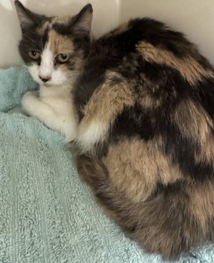 Barn Cat Buttercup, an adoptable Domestic Short Hair in Caldwell, ID, 83607 | Photo Image 1